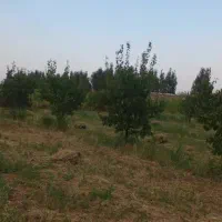 فروش زمین باغ در روستای خوک