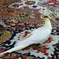 عروس هلندی|پرنده|آوج, |دیوار