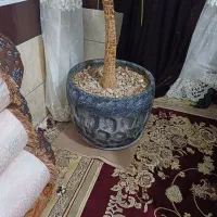 گل طبیعی|گل و گیاه طبیعی|شیراز, شریف‌آباد|دیوار