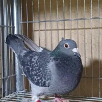 کبوتر پلاکی|پرنده|اسلام‌شهر, شهرک مفیدی|دیوار