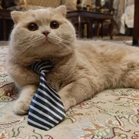 گربه نر جهت جفت گیری