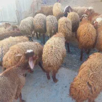 گوسفند کاور ما