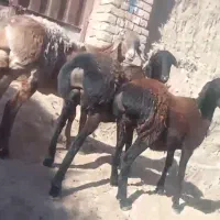 سه راس کاور چینی اصیل لختی،|حیوانات مزرعه|بردسکن, |دیوار