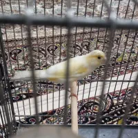 قناری ماده