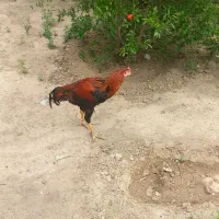 خروس لاری زرنگ