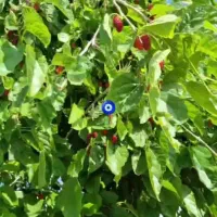 باغ-ویلای-زیبا-وپر-بار