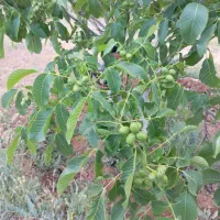 گردو|خوردنی و آشامیدنی|سردرود, |دیوار