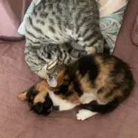 گربه