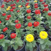 اجرای فضای سبز رضائی