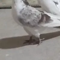 گمشده .دیروز بیرون منده هرکی پیدا کرده مژدگانی