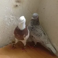 دوعدد‌کبوتر‌نره‌یکی‌سرور‌یکی‌طوقی‌ب