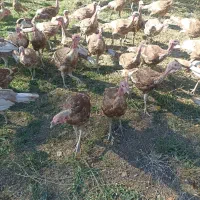 فروش قلی محلی|حیوانات مزرعه|بانه, |دیوار