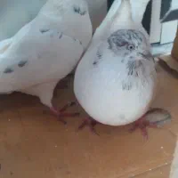 کبوتر بلند پرواز