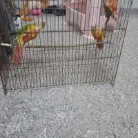 فروش گرینچیک دبل رد|پرنده|نور, |دیوار