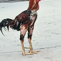 خروس مرغ لاری