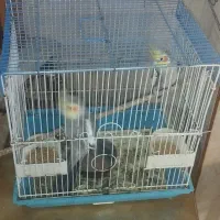 عروس هلندی|پرنده|رباط‌کریم, الارد|دیوار