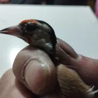 سهره لچک سیاه