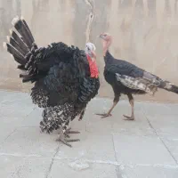 بوقلمون نر