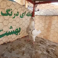 طوقی نر وماده خال سیاه باجوجه وروی تخم|پرنده|شاهین‌شهر, شهرک ردانی پور|دیوار