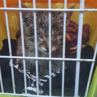 گربه واگذاری