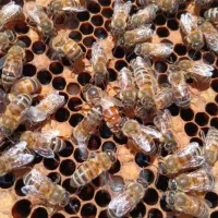 شاگرد زنبورداری