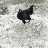 سالم|حیوانات مزرعه|چناران, |دیوار