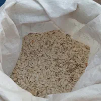 تخمه کدو|عمدهفروشی|قیدار, |دیوار