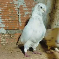 کبوتر پرشی انتیک