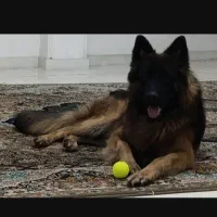 ژرمن کینگ شولاین