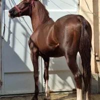 اسب عرب با برگه کشش