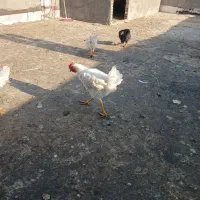 تعدادی خروس ۸ ماهه لوهمن سفید