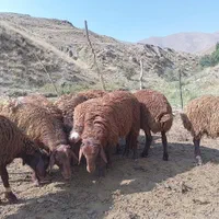 گوسفن بره نر