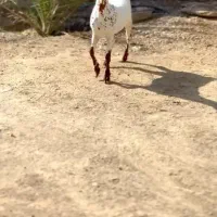 دام اصل|حیوانات مزرعه|بافت, |دیوار