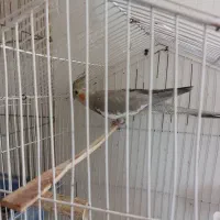 عروس هلندی نرابلق سالم دستی|پرنده|الوند, |دیوار