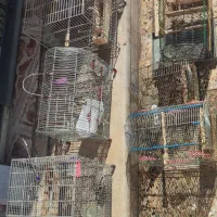 سهره همه مدل