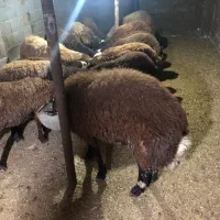 فروش بره های پروار شده