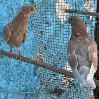کبوتر جوجه زردی کاکلی|پرنده|کرج, پیشاهنگی|دیوار