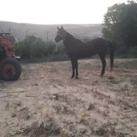 اسب مادیان با کره|اسب و تجهیزات اسب‌سواری|هشترود, |دیوار