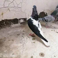 چپ سیا درشت پرشی ماده