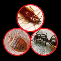 نابودی حشرات خانگی ،تضمینی