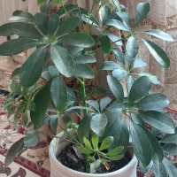 گل طبیعی و آپارتمانی