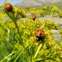 اجاره زمین کشاورزی سرچهان کره ای
