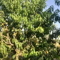 فروش زمین با مجوز گلخانه هیدروپونیک چاه نیمه عمیق|فروش دفتر صنعتی، کشاورزی، تجاری|کامیاران, |دیوار