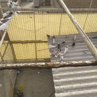 کبوتر|پرنده|تهران, افسریه جنوبی|دیوار