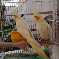 جوجه عروس هلندی لوتیتو زعفرونی