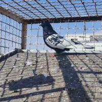 چند عدد کبوتر|پرنده|تربت‌حیدریه, میدان مرکزی|دیوار