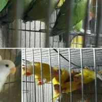 مرغ عشق و کوتوله برزیلی دستی دررنگ های مختلف|پرنده|قم, سرحوض|دیوار