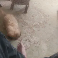 پودل کراس امشب ۳۵۰۰|سگ|پرند, فاز ۶|دیوار