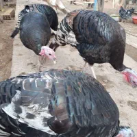 فروش خروس و مرغ زینتی