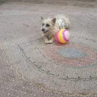 سگ پا کوتاه|سگ|بجنورد, |دیوار